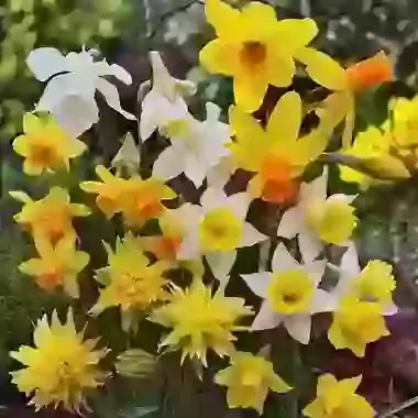 Miniature Narcissus Mixture